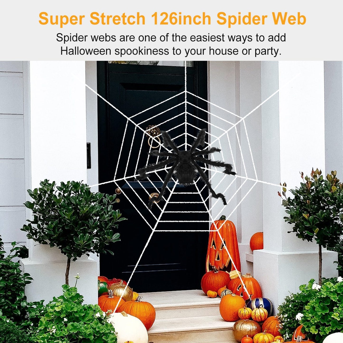 Outdoor tarantula Web