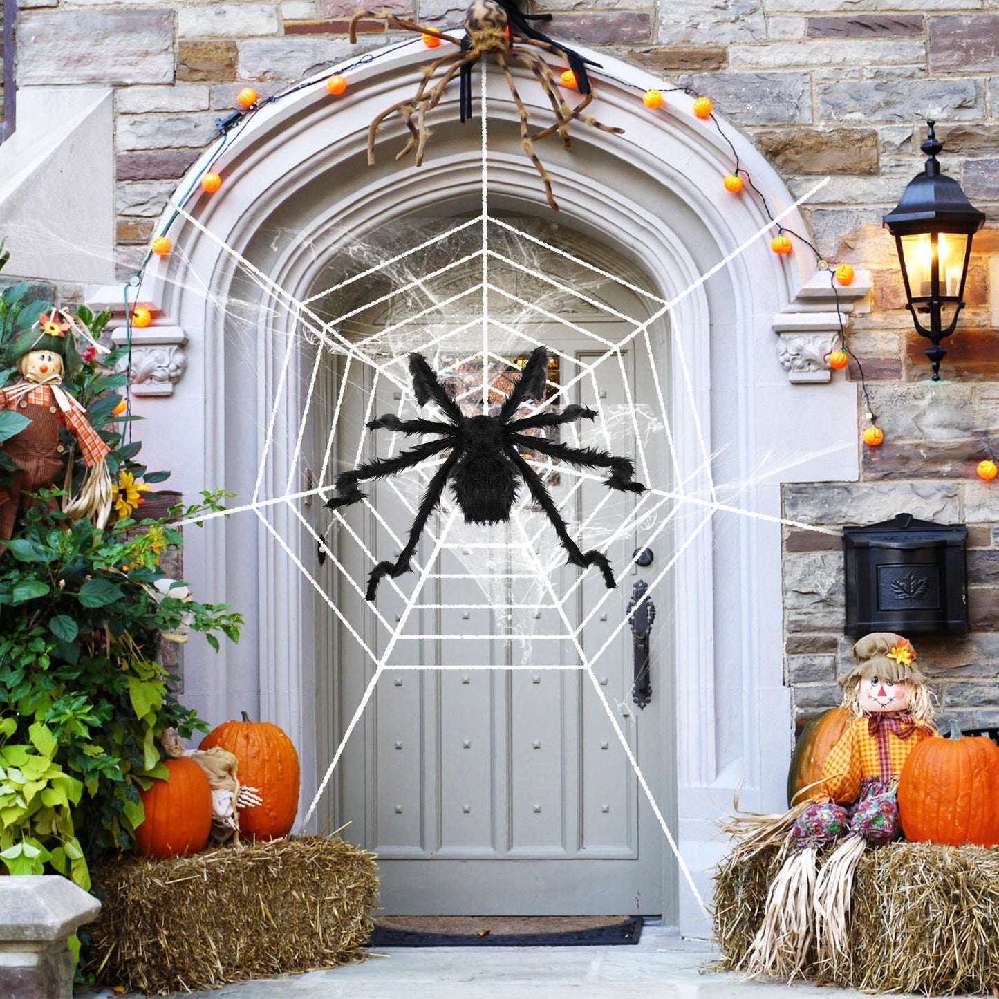 Outdoor tarantula Web